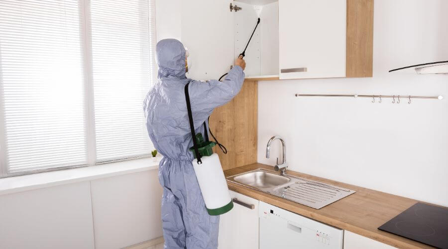 Professional pest control services in Leichhardt